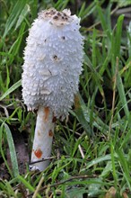 Shaggy ink cap (Coprinus comatus), Shaggy inkcap, Lawyer's wig, shaggy mane showing drops of liquid