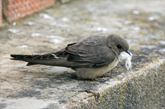 Eurasian crag martin (Ptyonoprogne rupestris) (Hirundo rupestris) with down feather in beak for