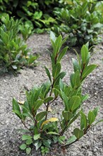 Bay laurel, Bay tree, True laurel (Laurus nobilis), Sweet bay, Laurel tree in kitchen garden,