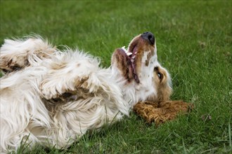 English Cocker domestic dog (Canis lupus familiaris) lying on its back on lawn in garden