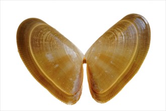 Cuneus vittatus, Banded Saw Mussel, Banded Blunt Mussel, Banded Triangular Mussel, Banded Saw