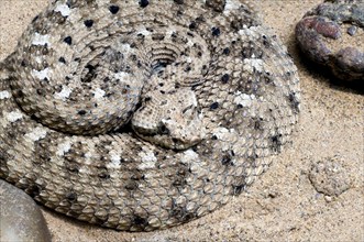 Horned Rattlesnake, Sidewinder Rattlesnake, Horned Rattlesnake, Sidewinder Rattlesnake,