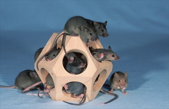 Mice