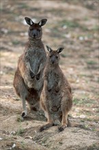 Kangaroo island grey kangaroo (Macropus fuliginosus fuliginosus)