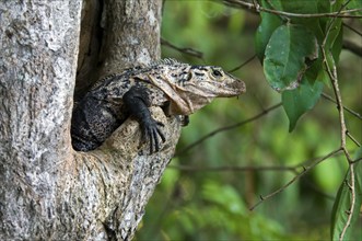 Black spiny-tailed iguana (Ctenosaura similis), black iguana, black ctenosaur in tree cavity, Costa