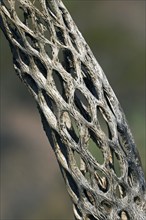 Skeleton of a Cholla cactus (Cylindropuntia) with wooden, tubular support structure and oval