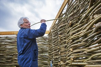 Craftsmen making a traditional wattle fence by weaving thin willow branches