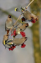 Bohemian waxwings (Bombycilla garrulus), Lower Saxony, Germany, Europe