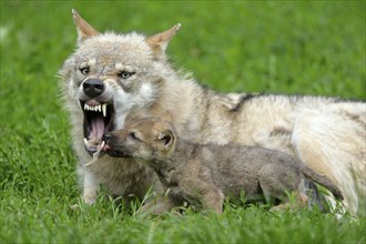 Gray wolf (Canis lupus) with young