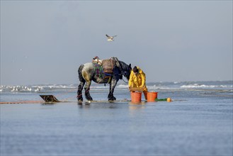 Horse fishermen at work, catching Brown shrimp (Crangon crangon), Koksijde, North Sea coast,