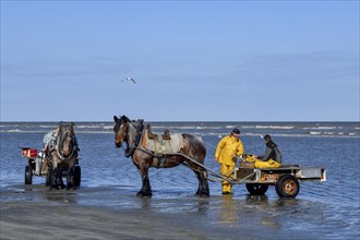 Horse fishermen at work, catching Brown shrimp (Crangon crangon), Koksijde, North Sea coast,