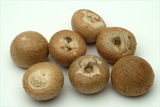 Supari, Areca nut, betel nut, areca nut, puga, pinag, whole fruit, fruit of the areca palm (Areca