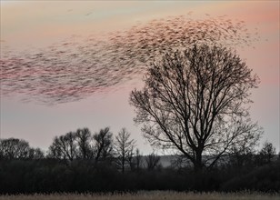 Common starling (Sturnus vulgaris), flock of starlings flying, roost, Lake Dümmer, Lower Saxony,