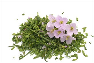 Flowers of the cuckoo flower (Cardamine pratensis), medicinal plant, contains mustard oil