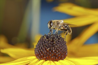 Dronefly (Eristalis tenax), collecting nectar on yellow coneflower (Echinacea paradoxa), Wilden,