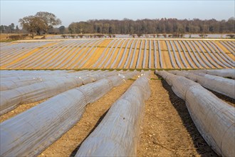 Polythene cloche polytunnels crop protection from frost running acros a field, Wantisen, Suffolk,