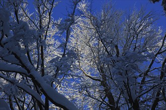 Winter landscape in the Fichtelgebirge, Bayreuth district, Upper Franconia, Bavaria, Germany,