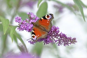 European peacock (Aglais io), on summer lilac or butterfly-bush (Buddleja davidii), Wilden, North