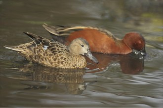 Cinnamon teal (Anas cyanoptera), swimming, male, female, two, pair, blur, copper duck, green duck,