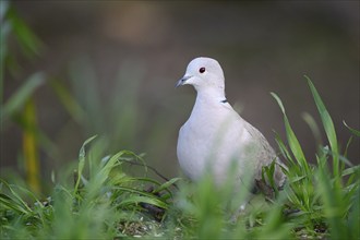 Eurasian collared dove (Streptopelia decaocto), Dingdener Heide nature reserve, North