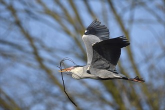 Grey heron (Ardea cinerea), bringing nesting material to the nest, Essen, Ruhr area, North