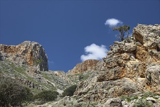 Morning light, bizarre rock formation, gnarled tree, deep blue sky, single white clouds, Gramvoussa