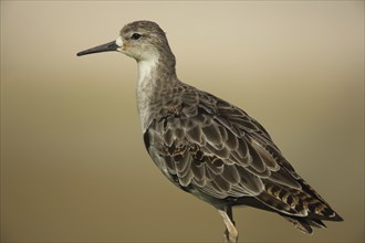 Female Ruff (Philomachus pugnax), captive