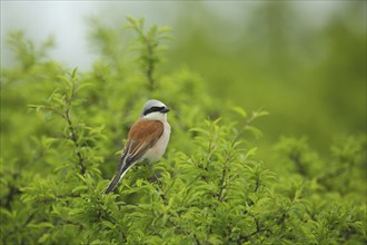 Male Red-backed Shrike (Lanius collurio), Rohrbach, Karlstadt, Main, Lower Franconia, Franconia,