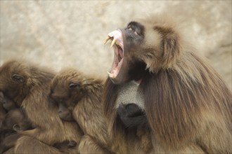 Male (Theropithecus gelada) jelada with dentition and teeth, open mouth, threatening, captive