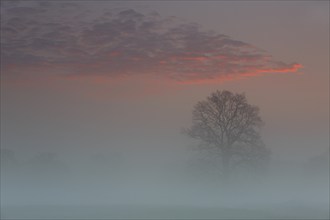 Fog over the meadows at sunrise, Middle Elbe Biosphere Reserve, Saxony-Anhalt, Germany, Europe