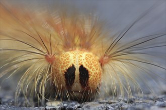 Caterpillar of the gypsy moth Lymantria dispar), head portrait with long tufts of hair, funny,