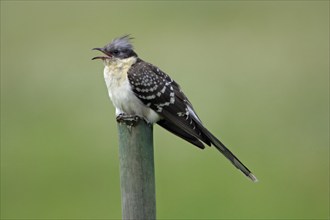 Great Spotted Cuckoo (Clamator glandarius) on stake, Alentejo, Jay Cuckoo, Cuckoo Birds, Portugal,