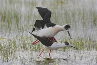 Black-winged Stilt (Himantopus himantopus), water mating, Burgenland, Austria, Europe