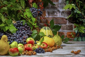 Autumnal Still Life with Blue Burgundy Grapes, Apples, Pumpkins and Hazelnuts in Front of a Brick