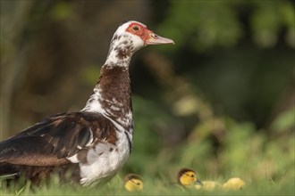 Female Muscovy Duck (Cairina moschata) with her chicks. Bas-Rhin, Collectivite europeenne d'Alsace,