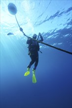 Diver making a safety stop at a buoy. Dive site Giens Peninsula, Côte dAzur, France, Europe