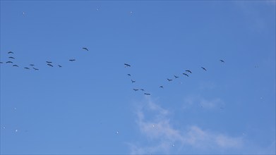 Flock of birds, formation flight, Levanzo, Egadi Islands, Sicily, Italy, Europe