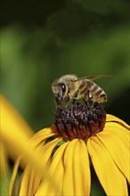 European honey bee (Apis mellifera), collecting nectar from a flower of yellow coneflower