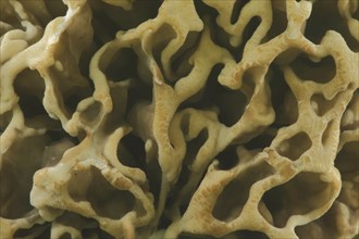 Detail of grey morel, common morel (Morchella vulgaris), macro, structure, pattern, holes,