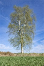 Downy birch (Betula pubescens) standing by a field, blue sky, Lower Saxony, Germany, Europe