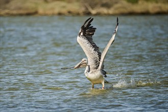 Great white pelican (Pelecanus onocrotalus) starting from the sea, France, Europe