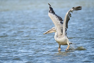 Great white pelican (Pelecanus onocrotalus) starting from the sea, France, Europe