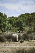 Square-lipped rhinoceros (Ceratotherium simum), standing in the dessert, captive, distribution