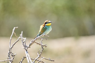 European bee-eater (Merops apiaster) sitting on a branch, Spain, Europe