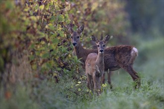 Doe with fawn (Capreolus capreolus) in autumn leaves, Wittlich, Rhineland-Palatinate, Germany,