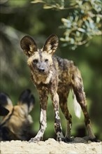 African wild dog (Lycaon pictus), standing, captive, distribution africa