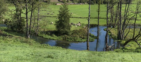 Sheep (Ovis) grazing at the river Trubach, Egloffstein, Upper Franconia, Bavaria, Germany, Europe