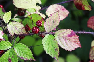 Blackberries, Autumn, Germany, Europe