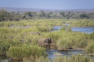 African elephants (Loxodonta africana) in the swamp near Lower Sabie Rest Camp, Kruger National