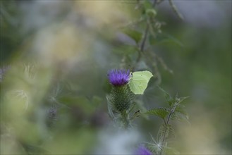 Brimstone (Gonepteryx rhamni) butterfly adult male feeding on a Spear thistle (Cirsium vulgare)